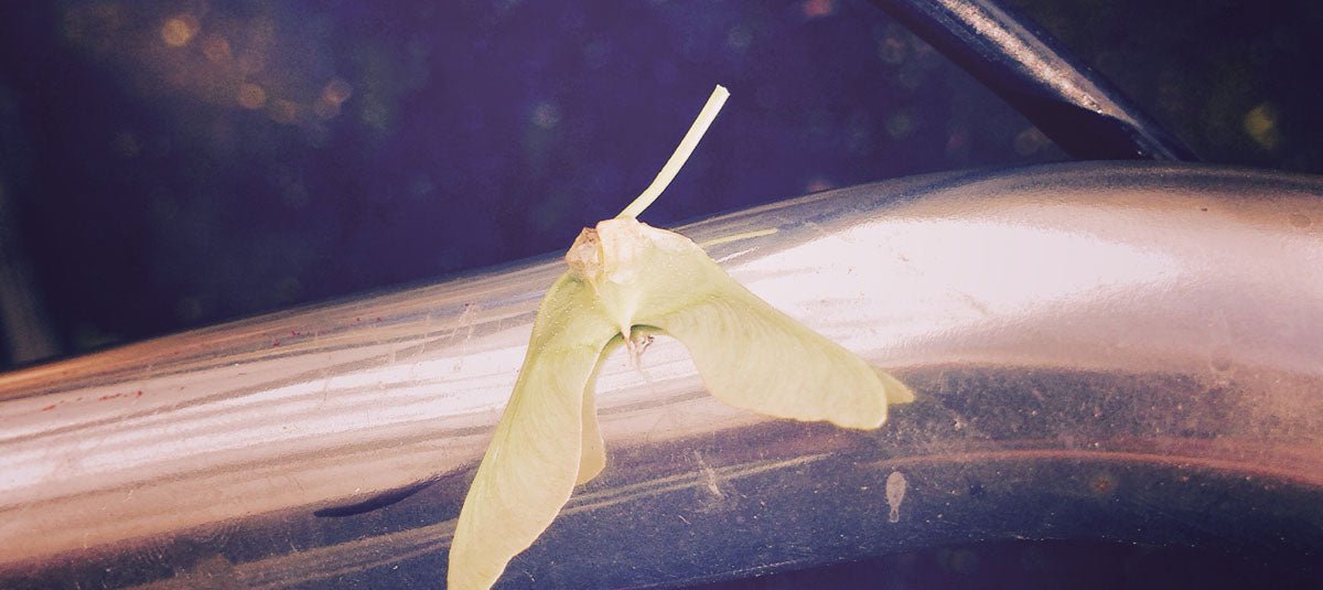 maramea brand name: childhood memories